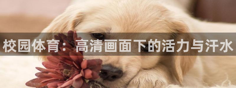 谈球吧体育：校园体育：高清画面下的活力与汗水