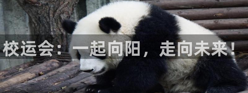 谈球吧：校运会：一起向阳，走向未来！